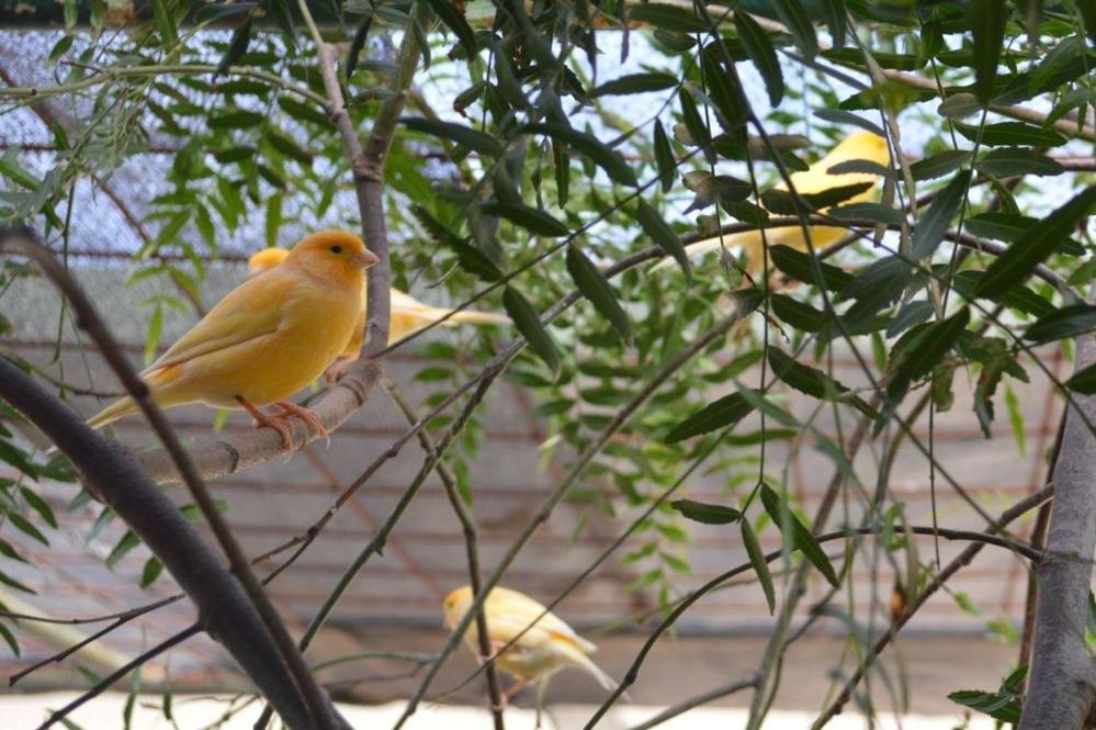 Paringa Caravan Park Renmark Eksteriør billede